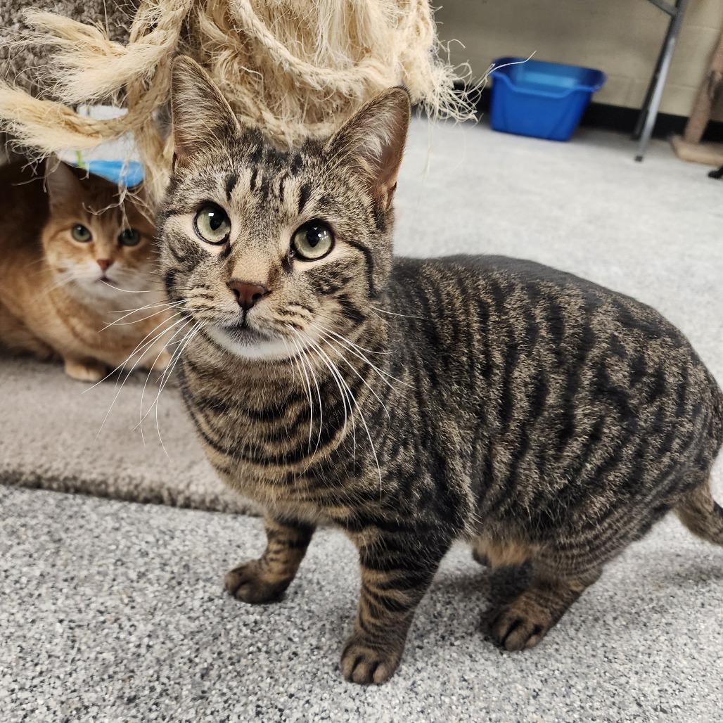 Toronto, a Adoptable Domestic Short Hair in Monroe, MI image 2/3