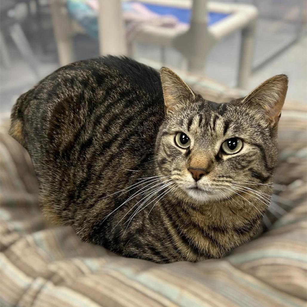 Enlarge Toronto, a Adoptable Domestic Short Hair in Monroe, MI image 2/3