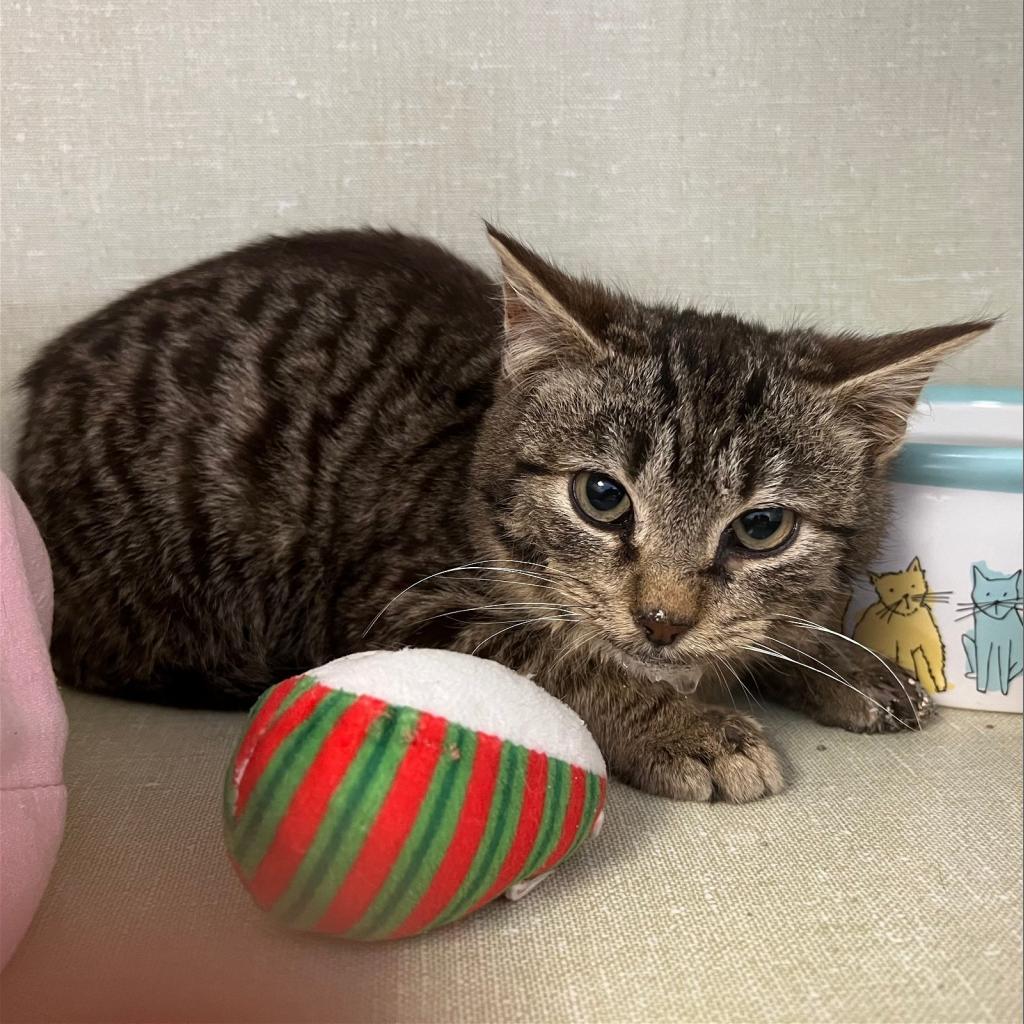 Toronto, a Adoptable Domestic Short Hair in Monroe, MI image 3/3