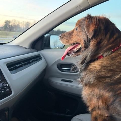 Whiskey, ADOPTABLE, Adult Male Australian Shepherd.