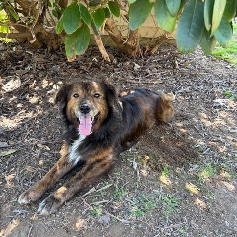 Enlarge Whiskey, a ADOPTABLE Australian Shepherd in Woodbine, MD image 3/3