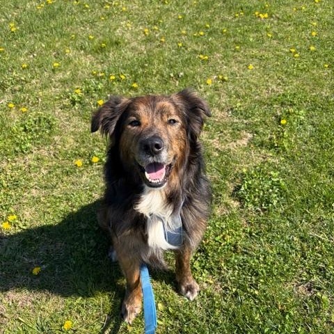 Enlarge Whiskey, a ADOPTABLE Australian Shepherd in Woodbine, MD image 2/3