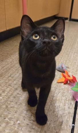 Enlarge ShaCarri, a Adoptable mixed breed in Escondido, CA image 5/6