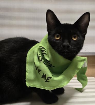 Enlarge ShaCarri, a Adoptable mixed breed in Escondido, CA image 6/6