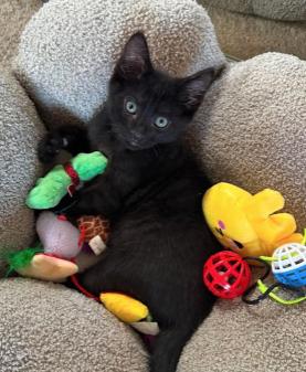 ShaCarri, ADOPTABLE, Kitten Female Domestic Short Hair.