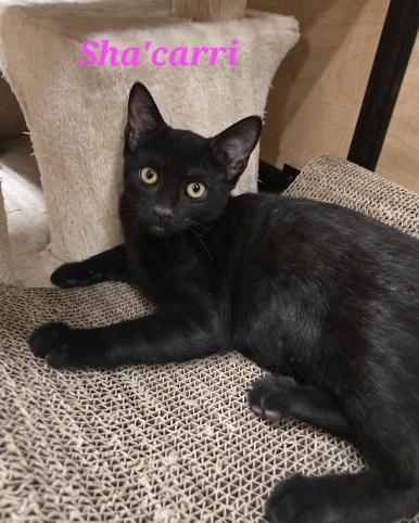 Enlarge ShaCarri, a Adoptable mixed breed in Escondido, CA image 4/6