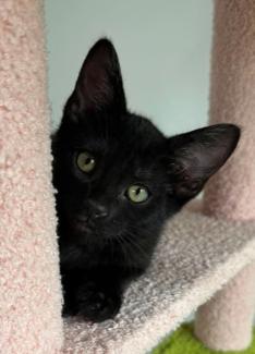 ShaCarri, a ADOPTABLE mixed breed in Escondido, CA image 2/3
