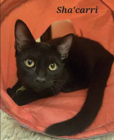 ShaCarri, Adoptable, Kitten Female Domestic Short Hair.