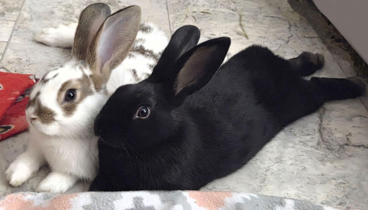 Chocolate Ganache, Adoptable, Young Male New Zealand & English Spot.