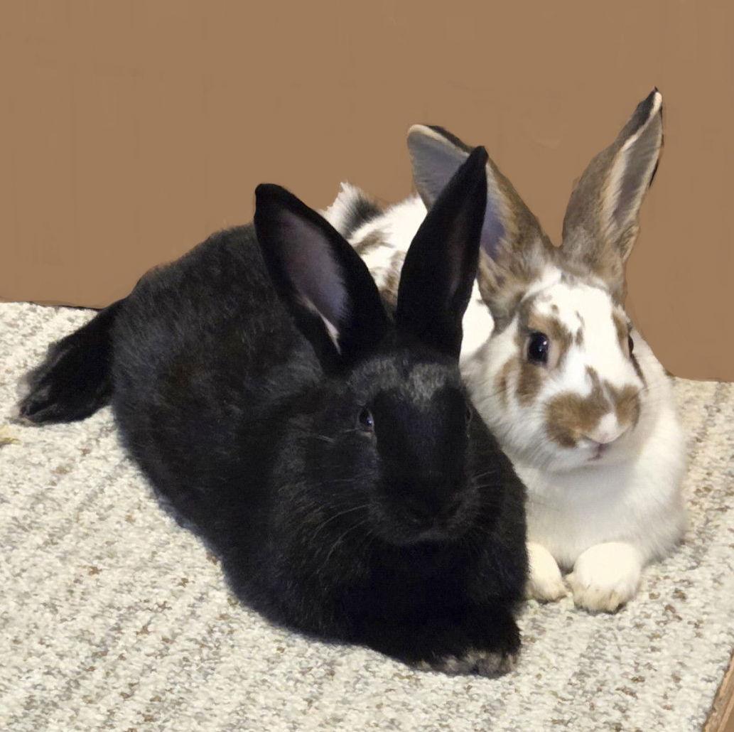 Enlarge Chocolate Ganache, a Adoptable mixed breed in Lakeville, MN image 2/3