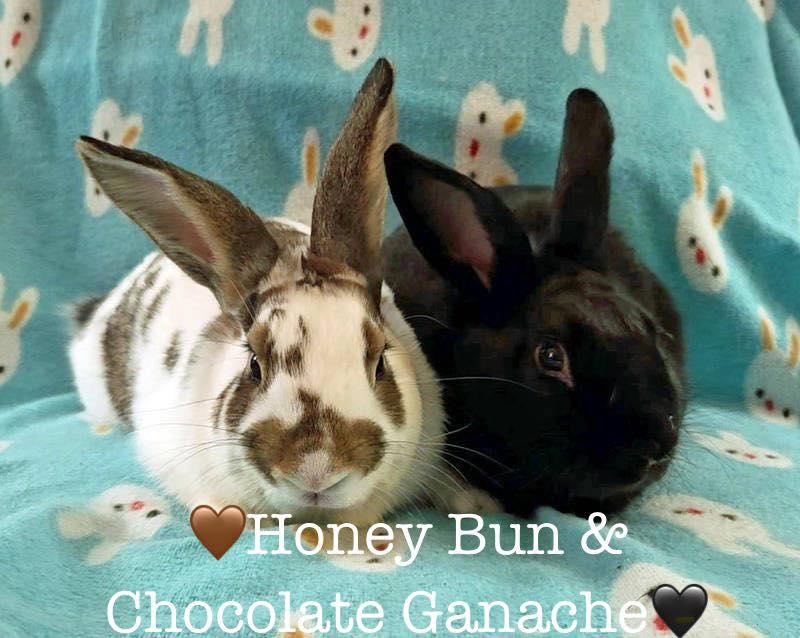 Enlarge Chocolate Ganache, a Adoptable mixed breed in Lakeville, MN image 3/3