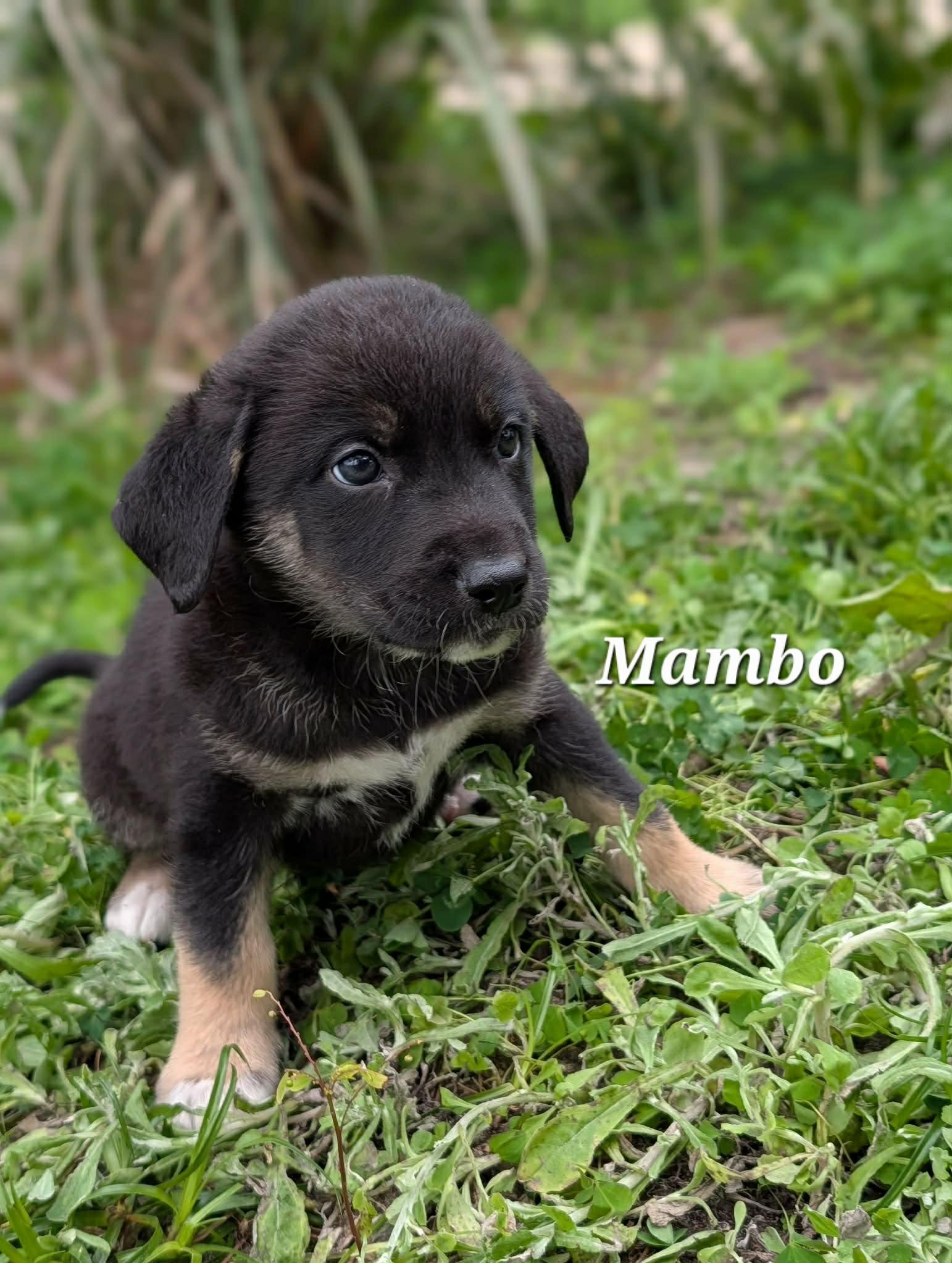 Enlarge Mambo, a Adoptable mixed breed in Winter Springs, FL image 1/1
