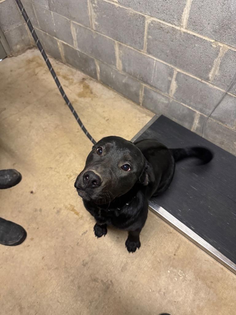 Enlarge Gunner 2 AKA Fat Boy, a Adoptable mixed breed in Shelbyville, TN image 1/1