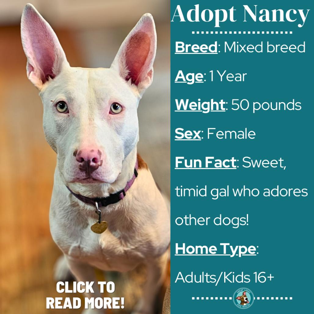Nancy, Adoptable, Young Female Mixed Breed.