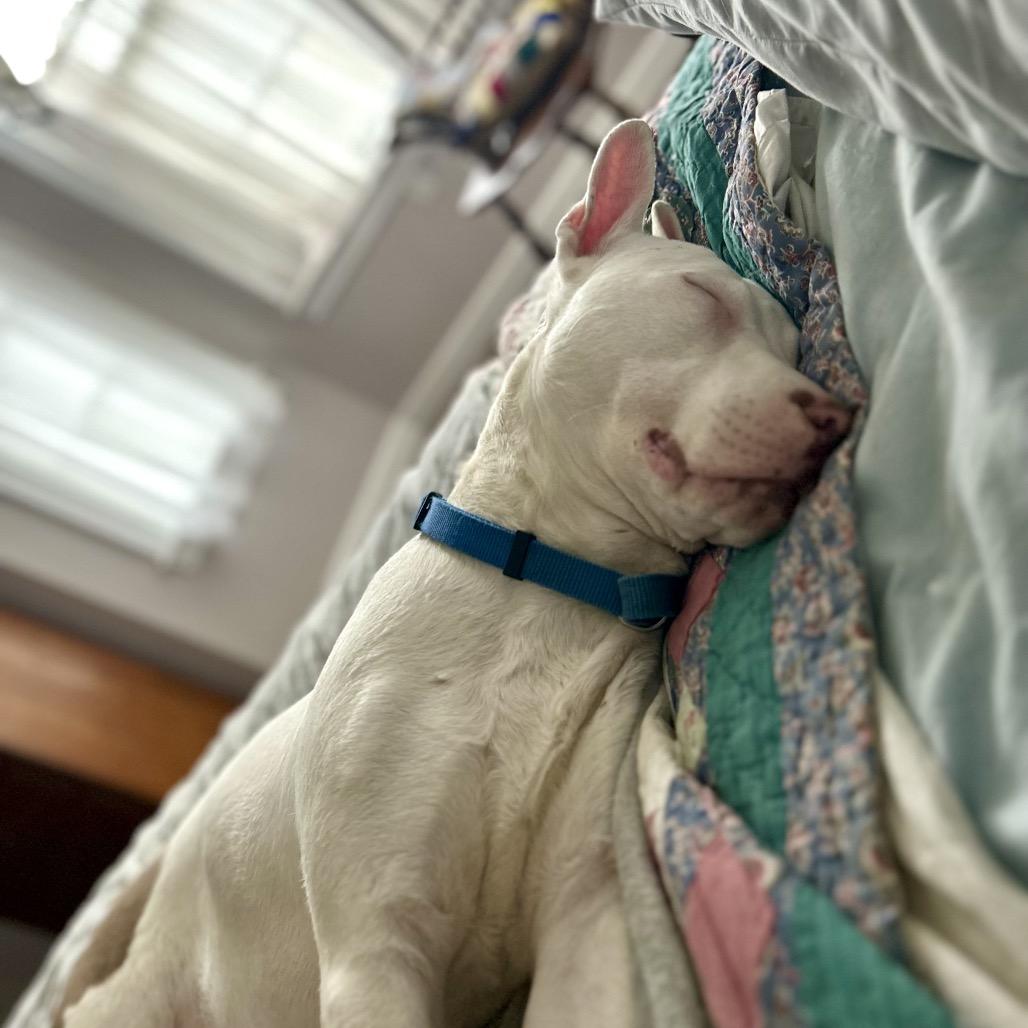 Nancy, a Adoptable Mixed Breed in Metamora, MI image 3/6