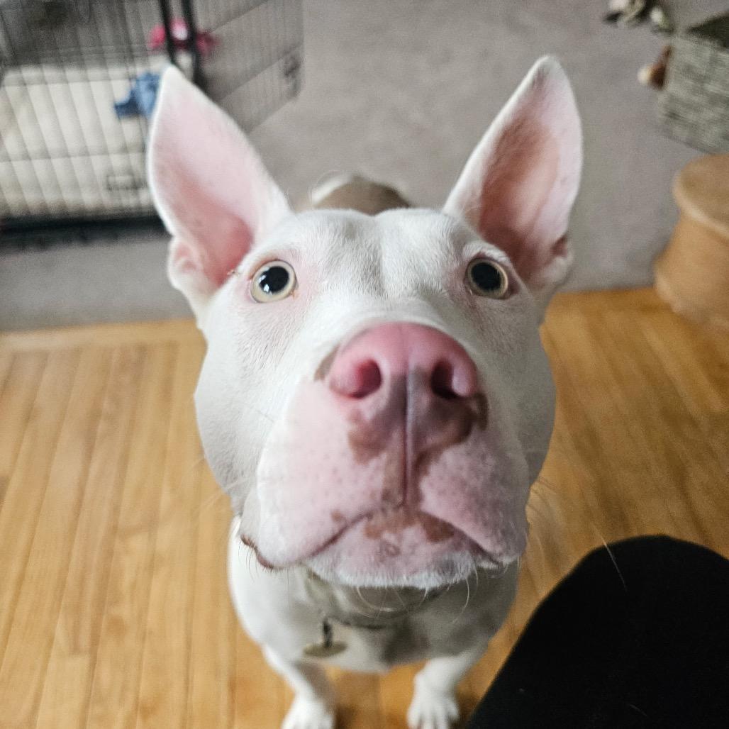 Nancy, a Adoptable Mixed Breed in Metamora, MI image 4/6