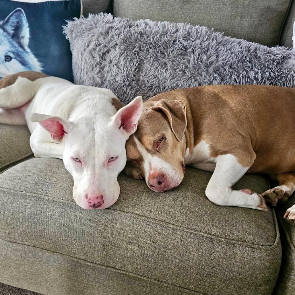 Nancy, a Adoptable Mixed Breed in Metamora, MI image 5/6