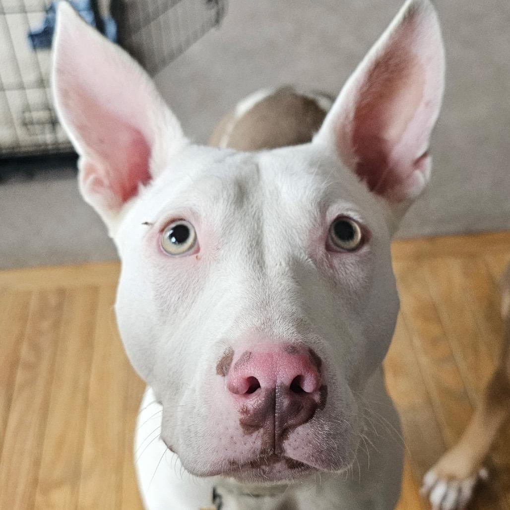 Nancy, a Adoptable Mixed Breed in Metamora, MI image 6/6