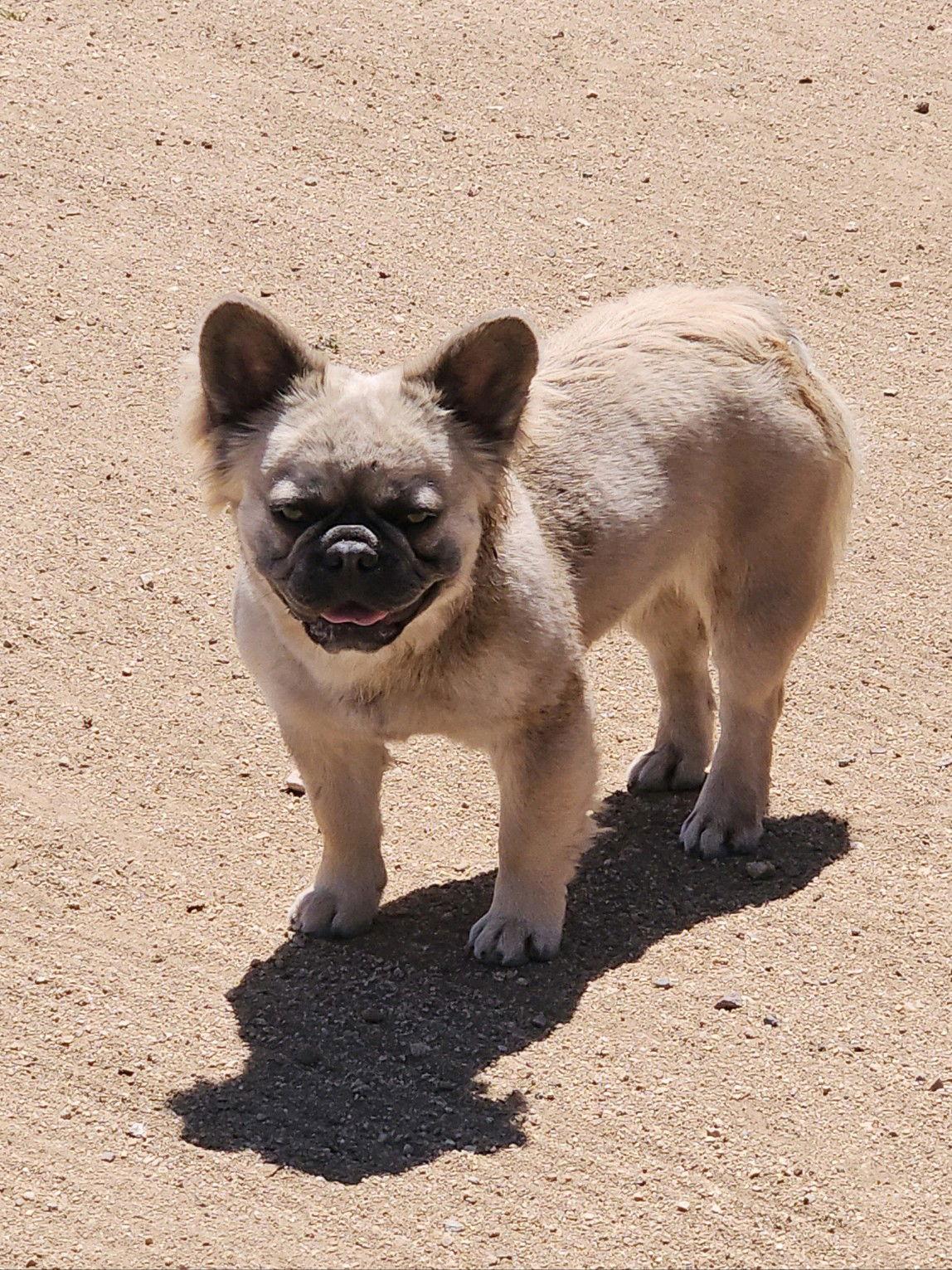 Enlarge Bella, a Adopted French Bulldog in Hesperia, CA image 1/3