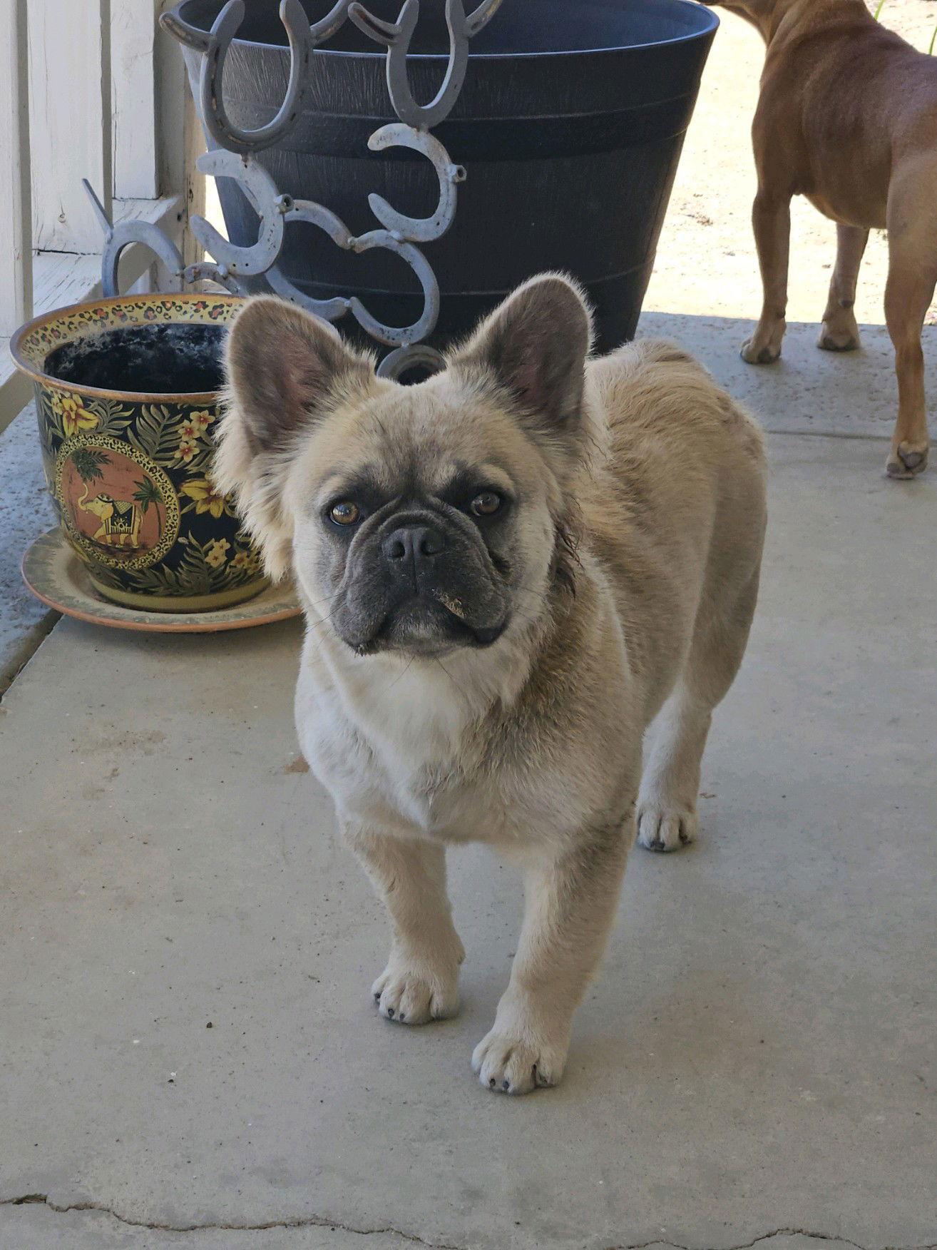 Enlarge Bella, a Adopted French Bulldog in Hesperia, CA image 2/3