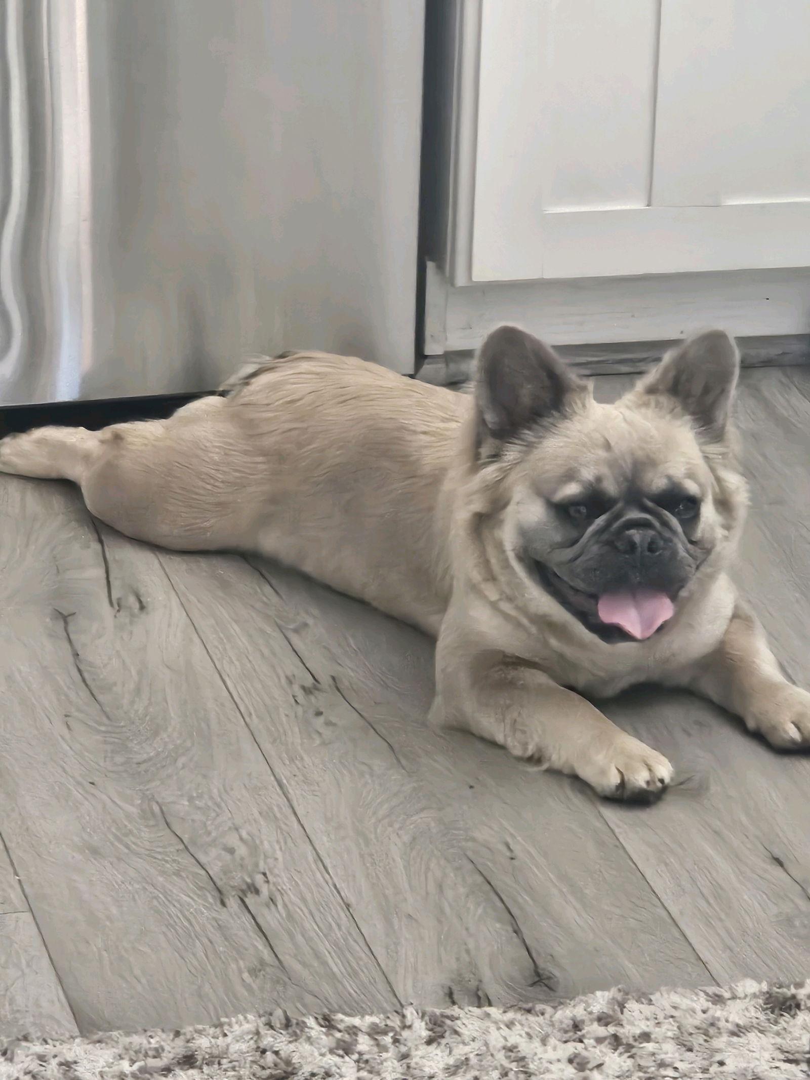 Enlarge Bella, a Adopted French Bulldog in Hesperia, CA image 3/3