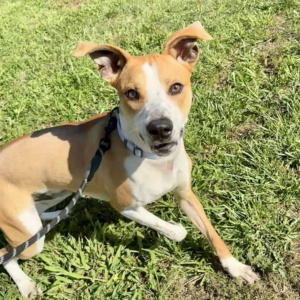 Earl K20, Adoptable, Young Male Mixed Breed.