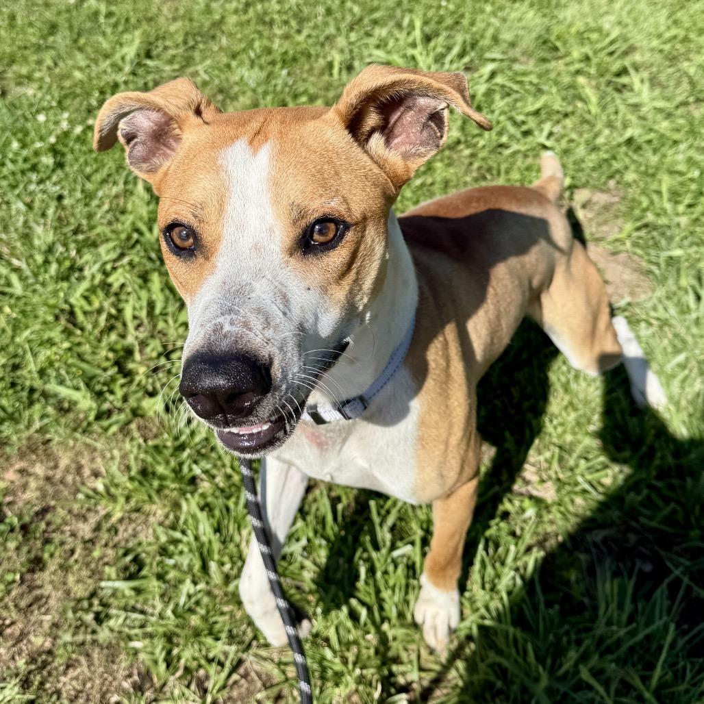 Earl K20, a Adoptable Mixed Breed in Union, MO image 2/5