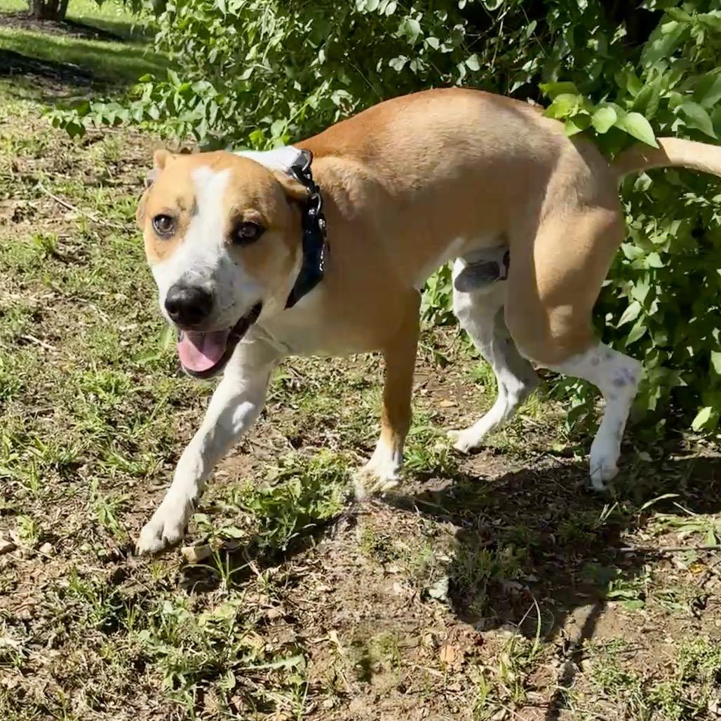 Earl K20, a Adoptable Mixed Breed in Union, MO image 3/5