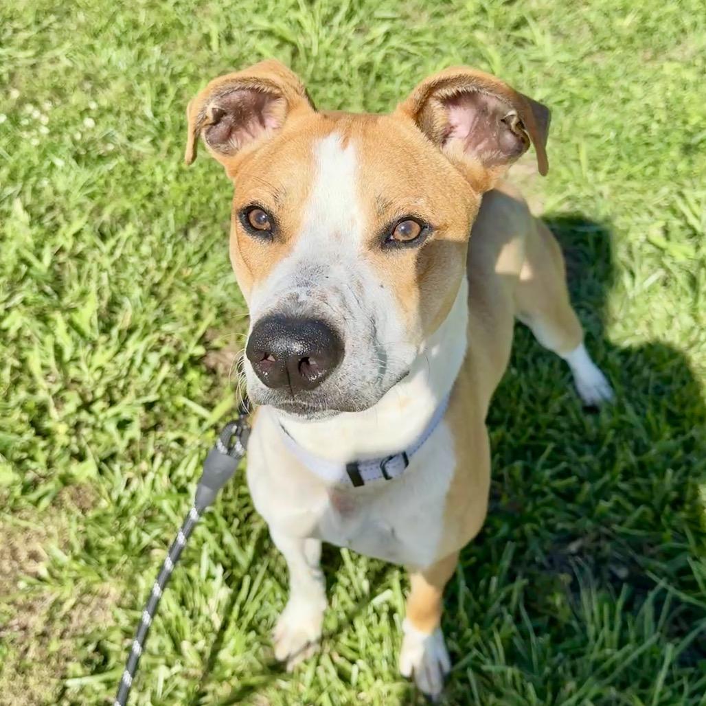 Earl K20, a Adoptable Mixed Breed in Union, MO image 4/5
