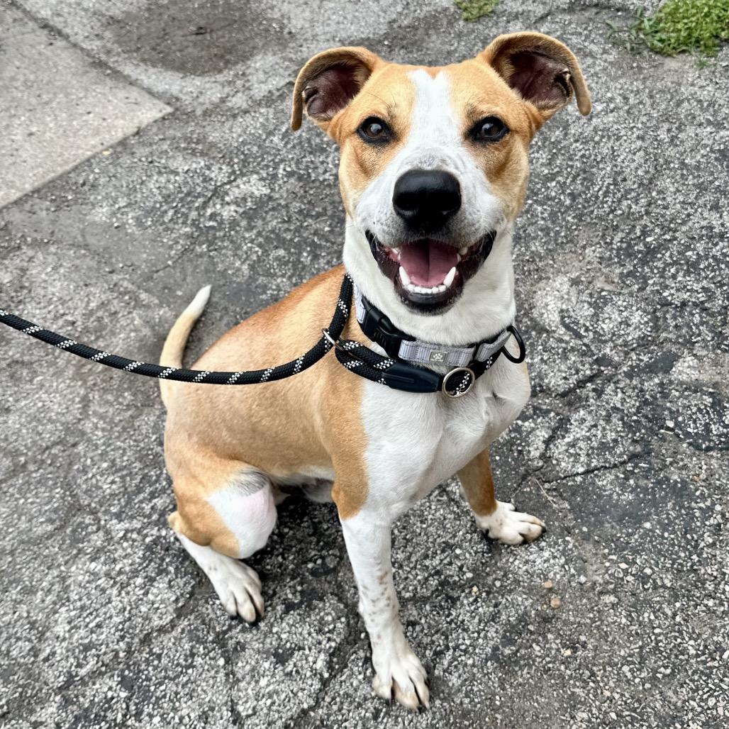 Earl K20, a Adoptable Mixed Breed in Union, MO image 5/5