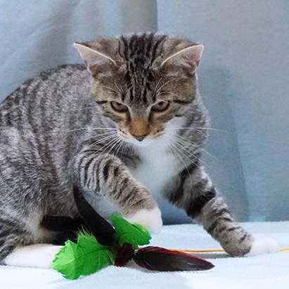 Teddy, a Adoptable mixed breed in Maynardville, TN image 1/6