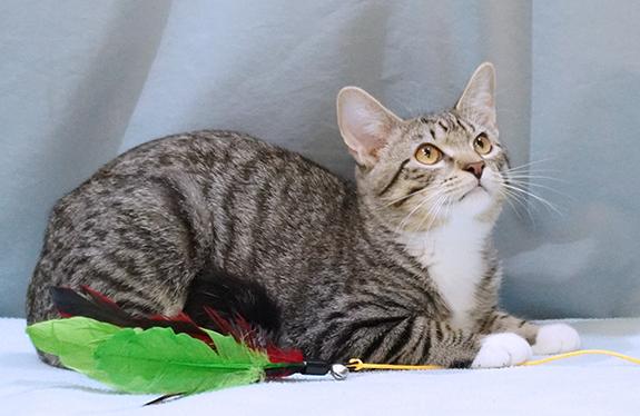 Teddy, a Adoptable mixed breed in Maynardville, TN image 2/6