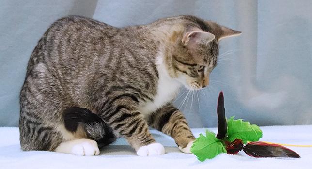 Teddy, a Adoptable mixed breed in Maynardville, TN image 3/6