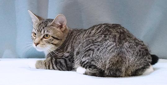 Teddy, a Adoptable mixed breed in Maynardville, TN image 4/6