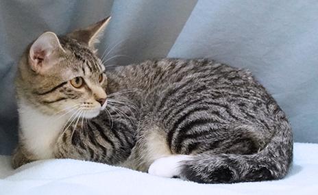 Teddy, a Adoptable mixed breed in Maynardville, TN image 5/6