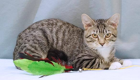 Teddy, a Adoptable mixed breed in Maynardville, TN image 6/6