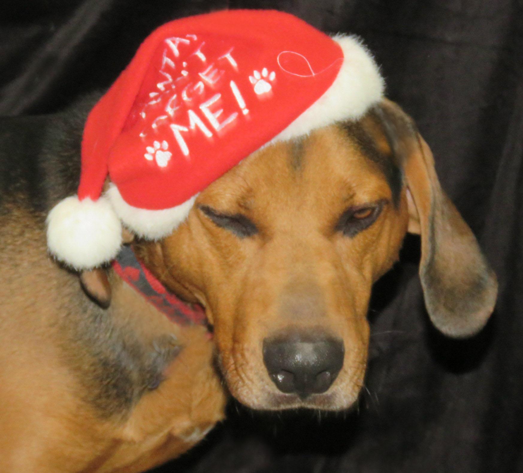 Mikey, Adoptable, Young Male Hound & Shepherd.