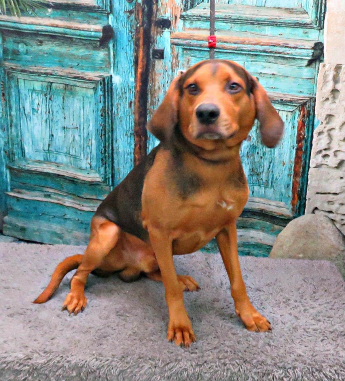Enlarge Mikey, a Adoptable mixed breed in Lexington, VA image 4/4