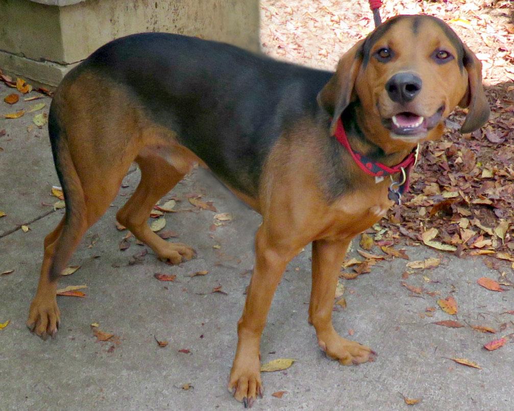 Mikey, Adoptable, Young Male Hound & Shepherd.