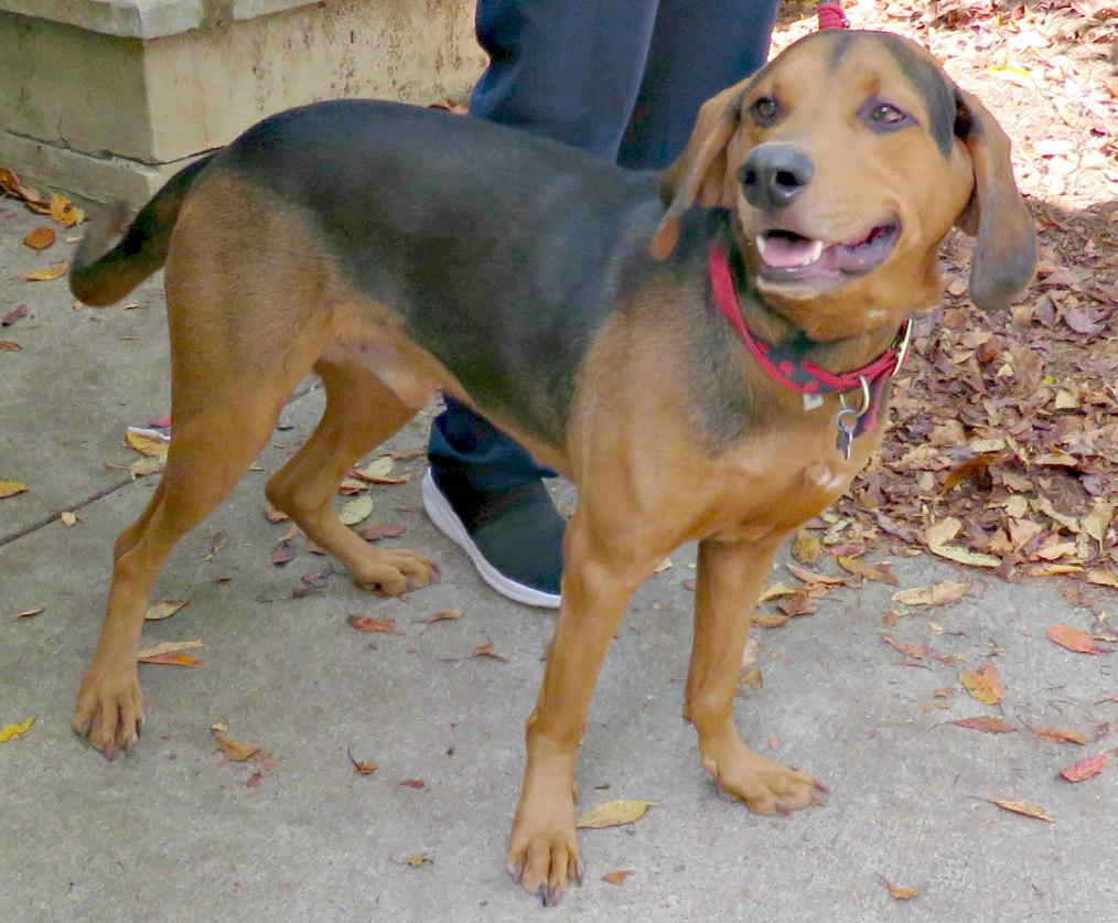 Enlarge Mikey, a Adoptable mixed breed in Lexington, VA image 3/4