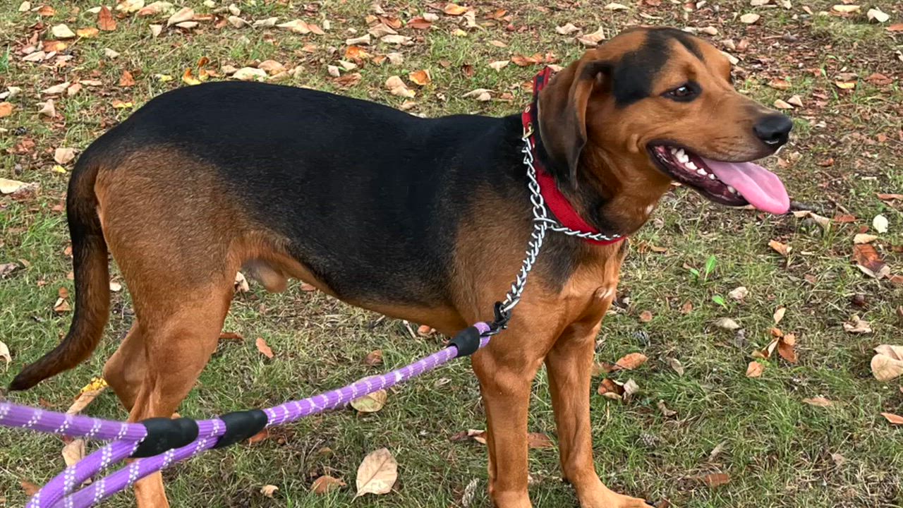 Enlarge Mikey, a Adoptable mixed breed in Lexington, VA video 2/2