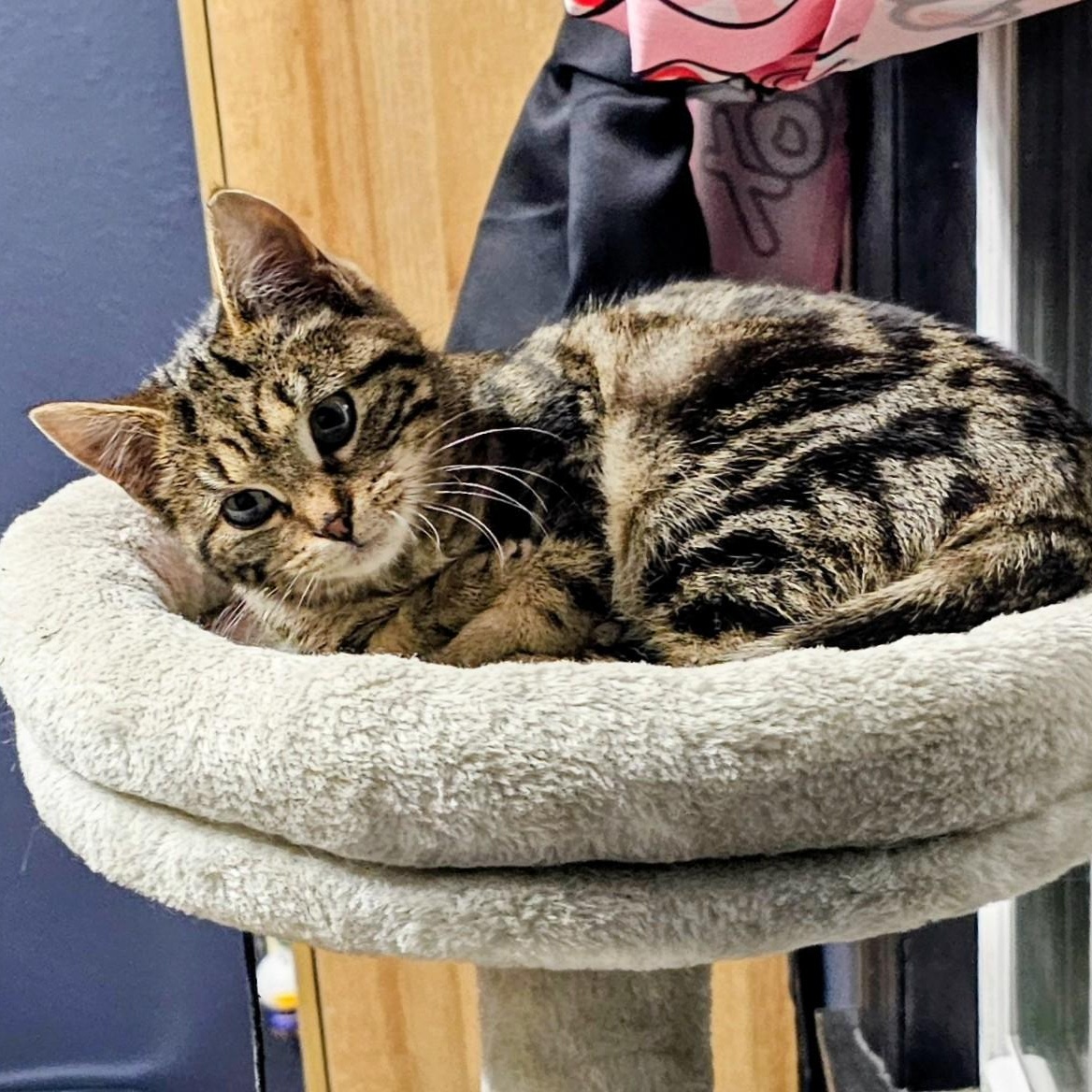 Enlarge Twiggy, a ADOPTABLE Domestic Short Hair in Waverly, IA image 2/6