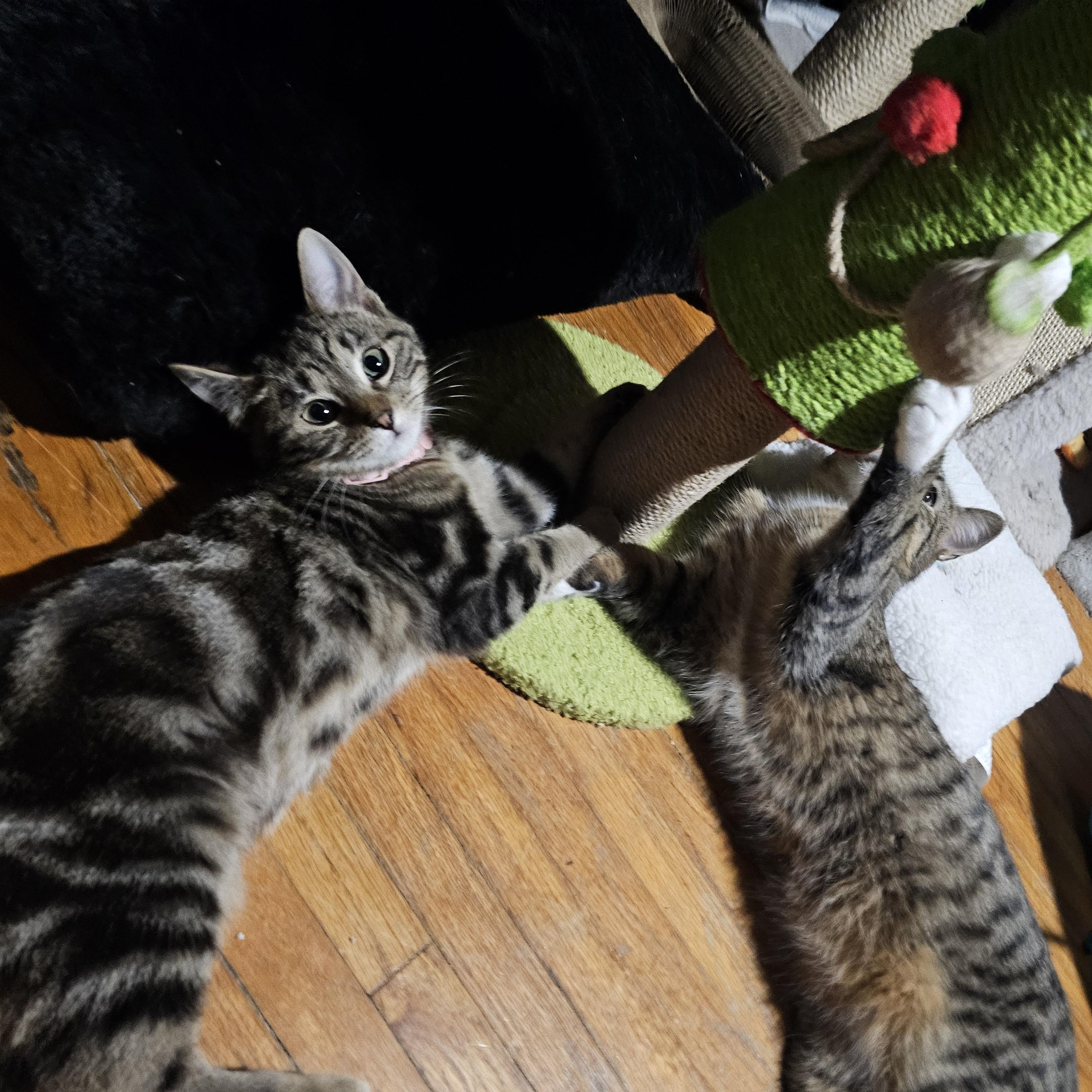 Enlarge Twiggy, a ADOPTABLE Domestic Short Hair in Waverly, IA image 4/6