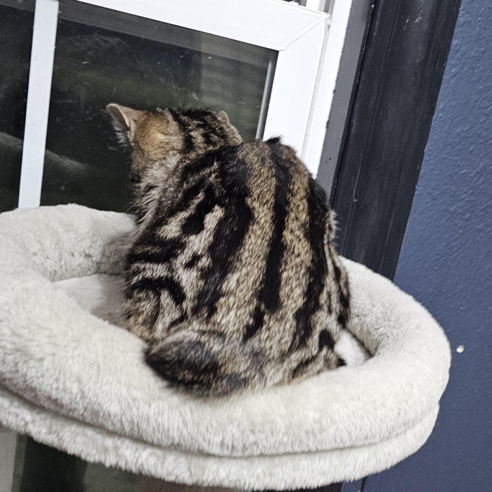 Enlarge Twiggy, a ADOPTABLE Domestic Short Hair in Waverly, IA image 5/6