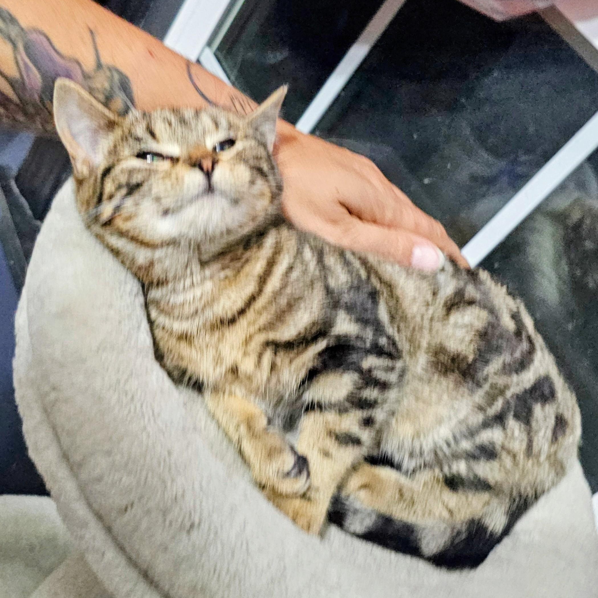 Enlarge Twiggy, a ADOPTABLE Domestic Short Hair in Waverly, IA image 4/6