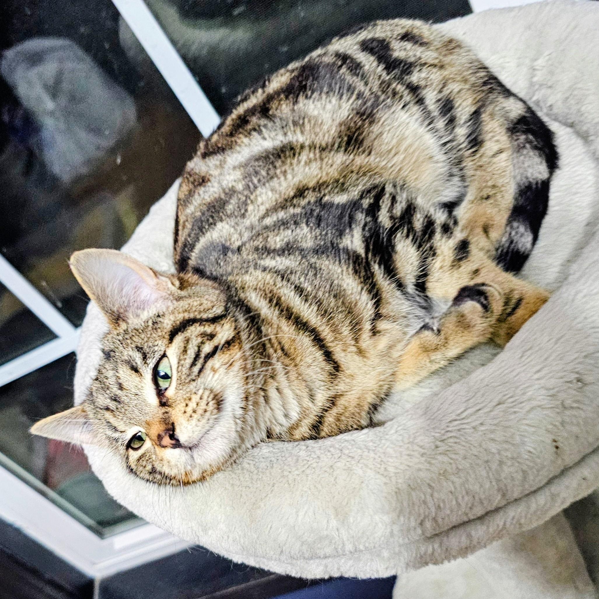 Enlarge Twiggy, a ADOPTABLE Domestic Short Hair in Waverly, IA image 1/6