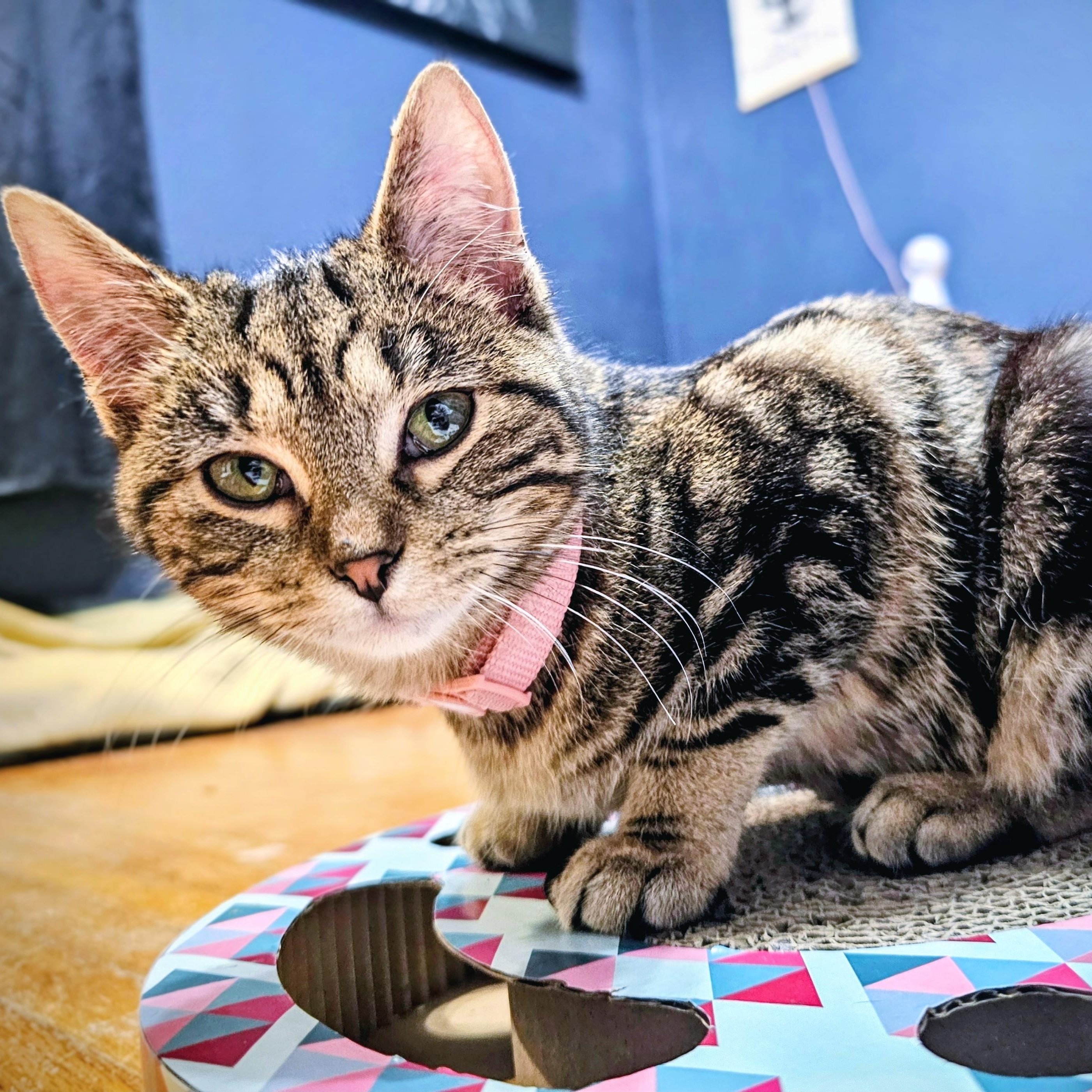 Twiggy, ADOPTABLE, Young Female Domestic Short Hair.