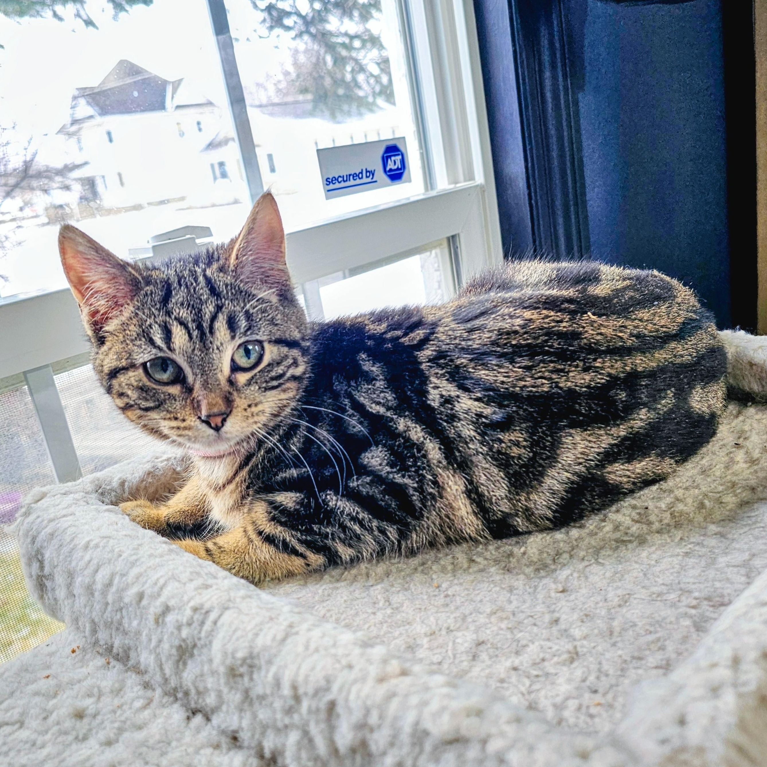 Twiggy, ADOPTABLE, Young Female Domestic Short Hair.