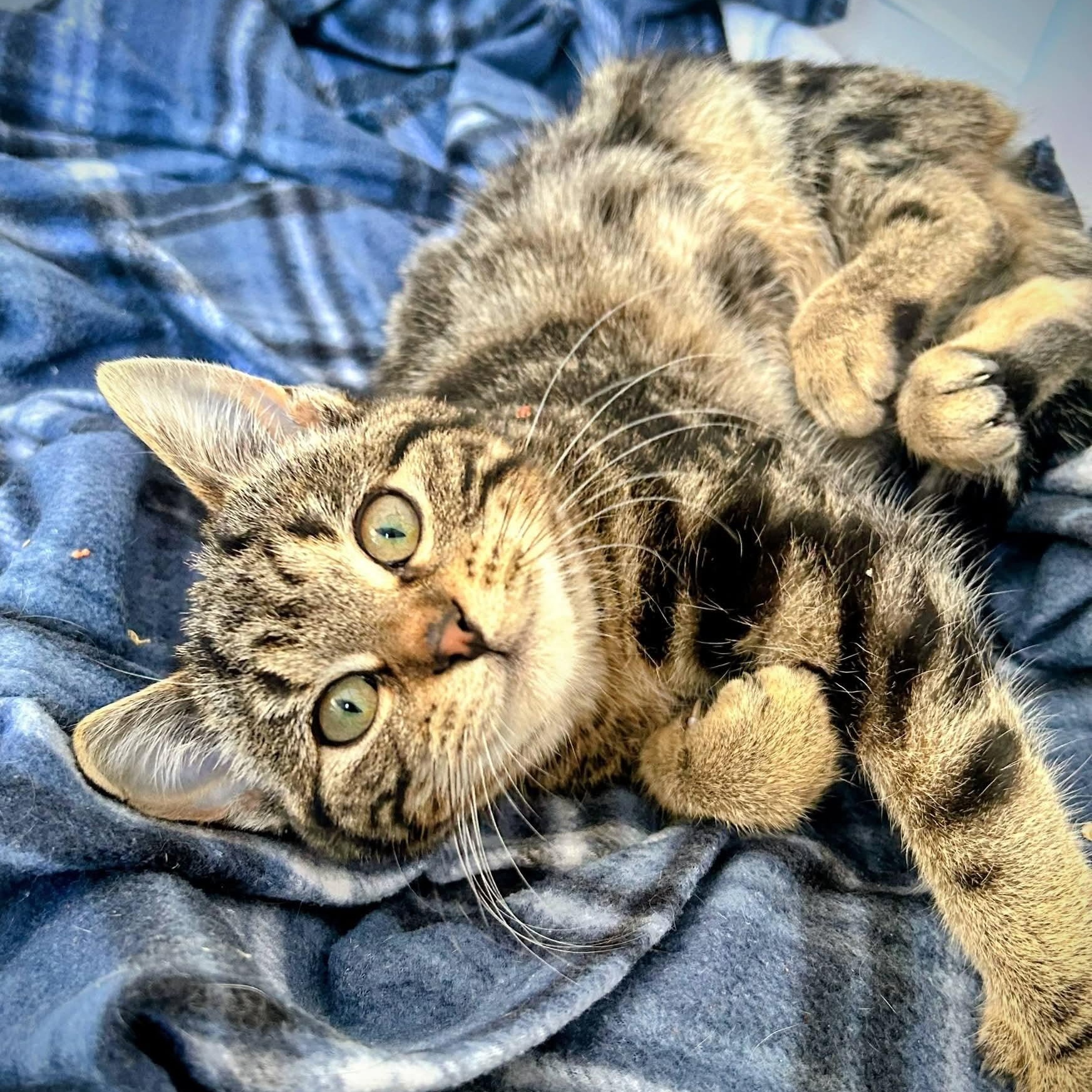 Enlarge Twiggy, a ADOPTABLE Domestic Short Hair in Waverly, IA image 3/6