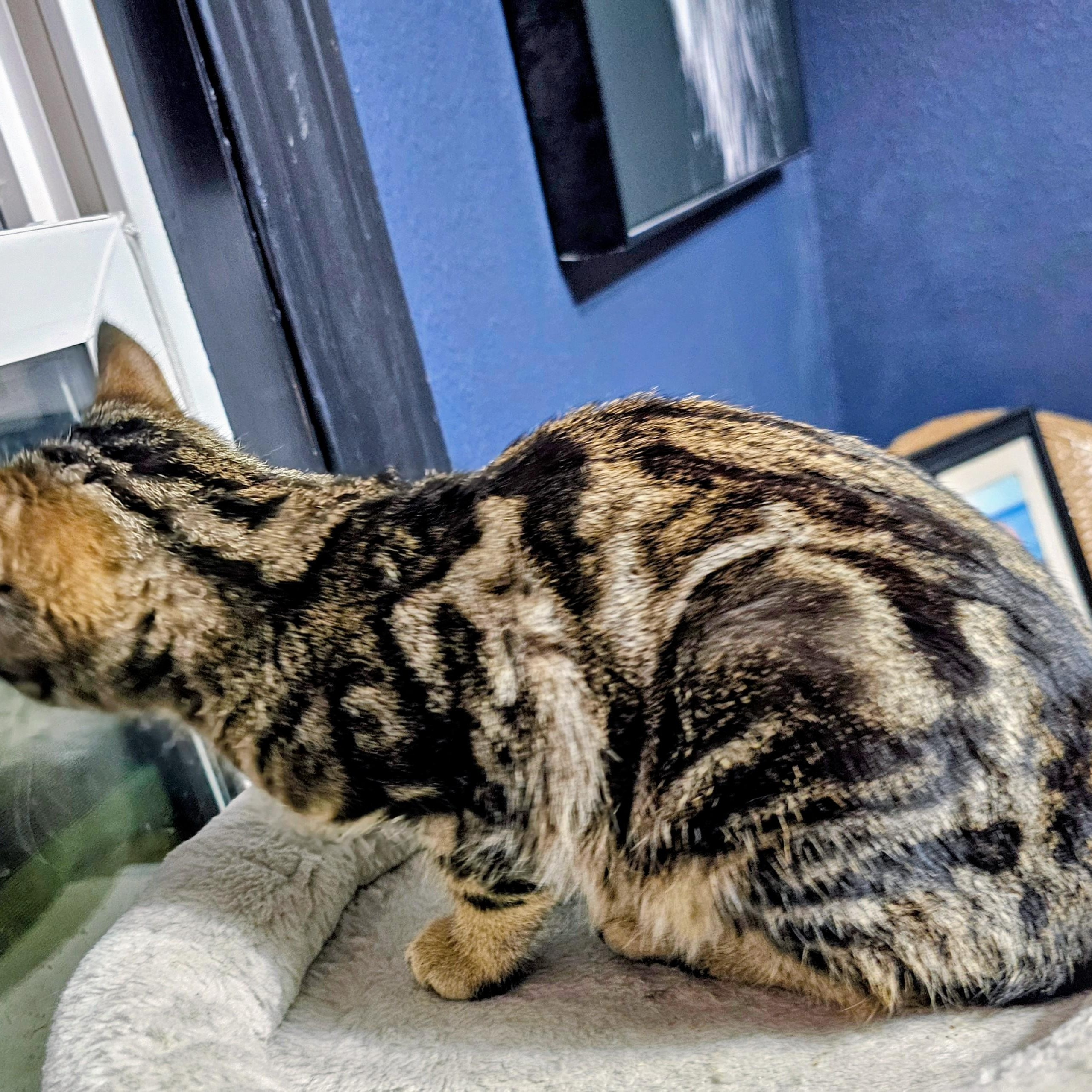 Enlarge Twiggy, a ADOPTABLE Domestic Short Hair in Waverly, IA image 6/6